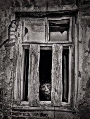 Tato m� fotografie z Podkarpat� byla vybr�na do The WorldWide Street Photogrsphy Gallery. Moc d�kuji za takov� ocen�n� 